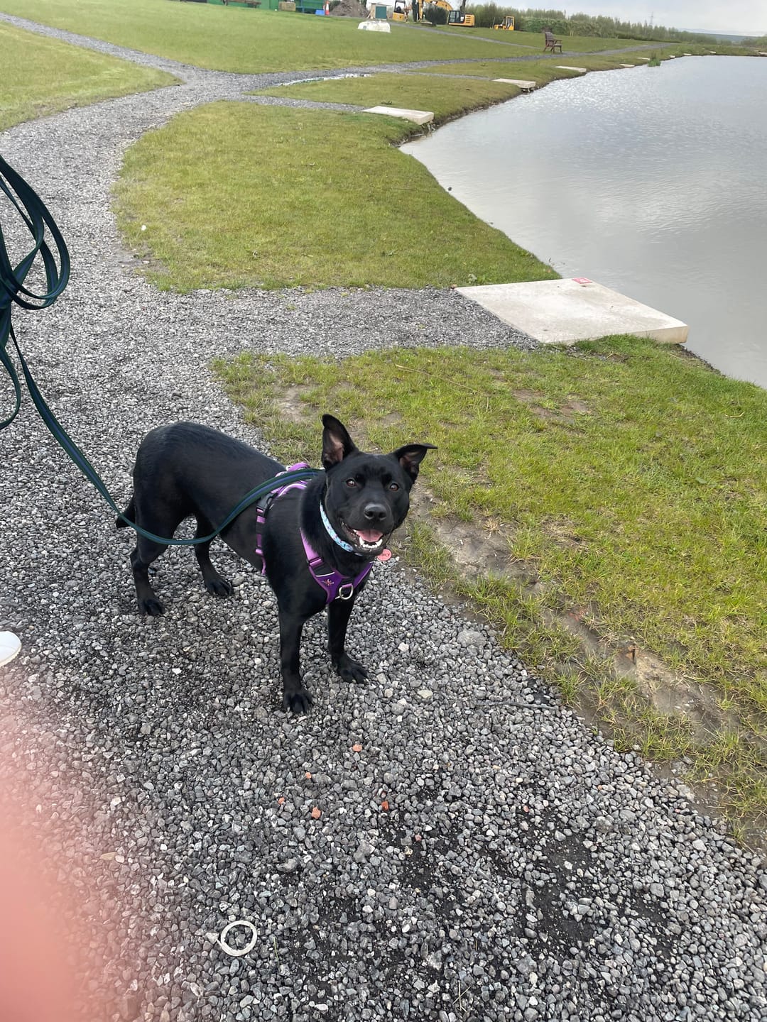 Customer photo review of Anti Pull Hurricane Harness Lighter | With Handle - Purple