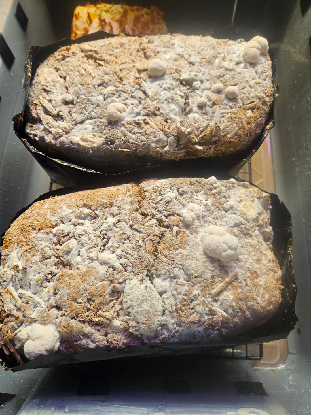 Customer photo review of Lion's Mane Mushroom Mini-Farm Grow Kit