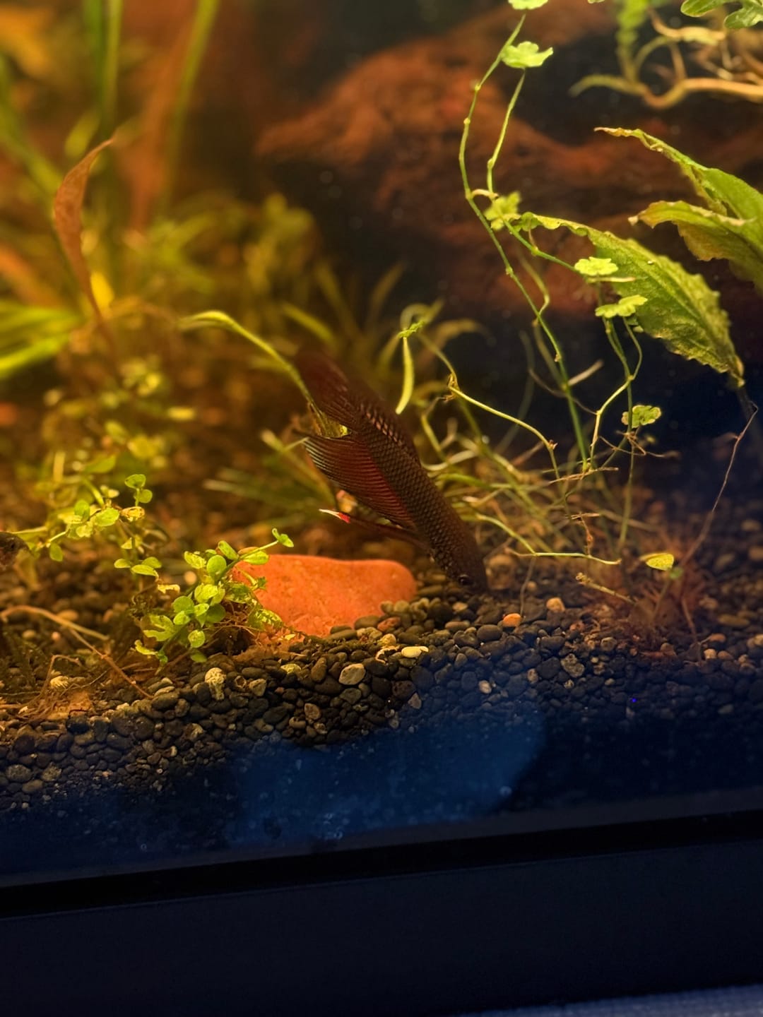Customer photo review of Copper Spade Tail Wild Betta Splendens Male