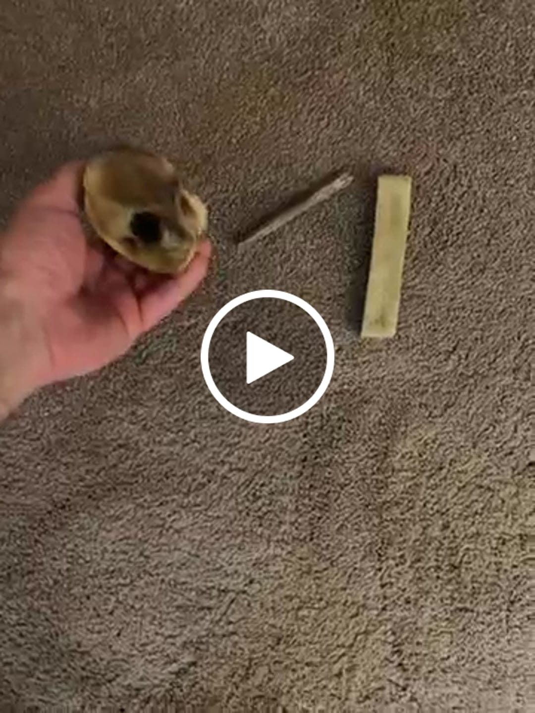 Customer video review of Beef Gullet Jerky Sticks 6"