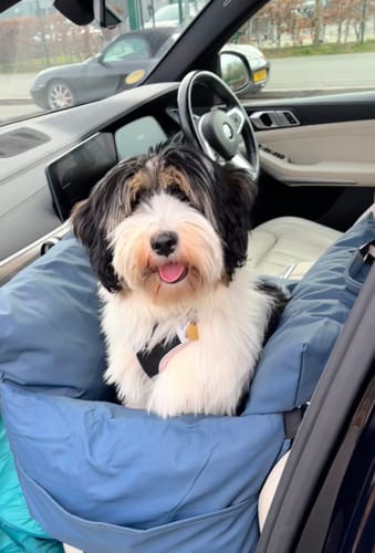 Customer photo review of The Dog Dock V2 New & Improved with ISO Fix