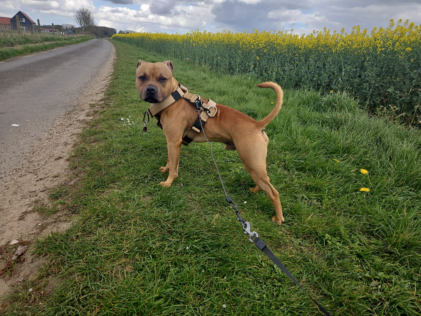 Customer photo review of Anti-Pull TRI-Harness® | Training Dog Harness for All Breeds - Tan