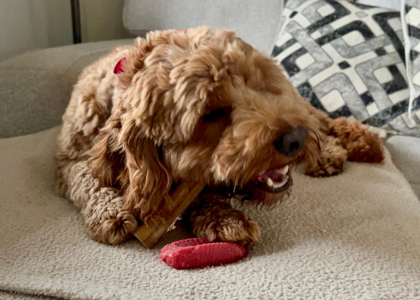 Customer photo review of 6 Inch Thick Bully Stick