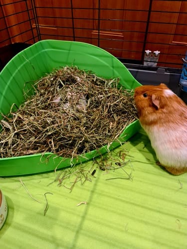 Customer photo review of Orchard Hay Box