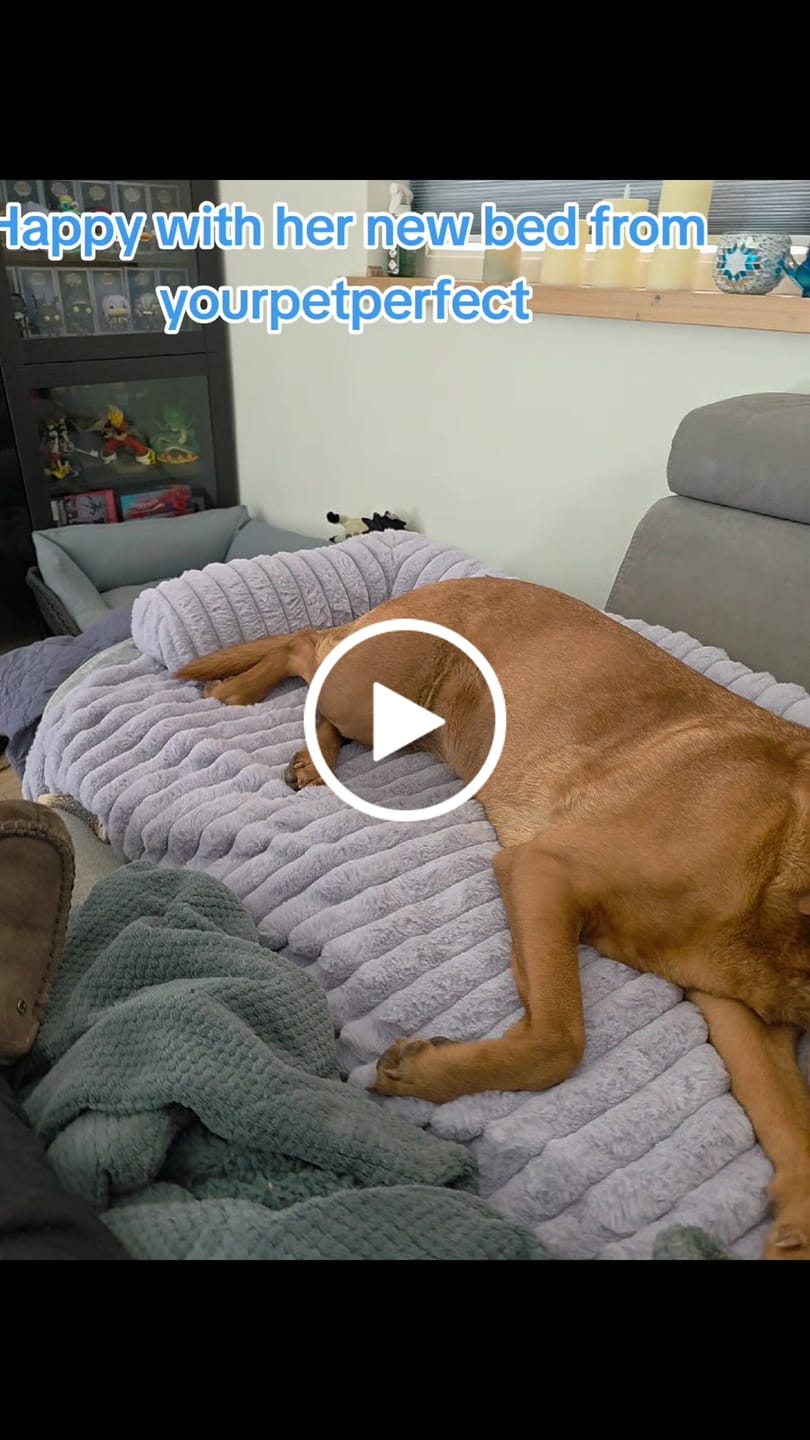 Customer video review of Pet Perfect Luxe Bankbeschermer