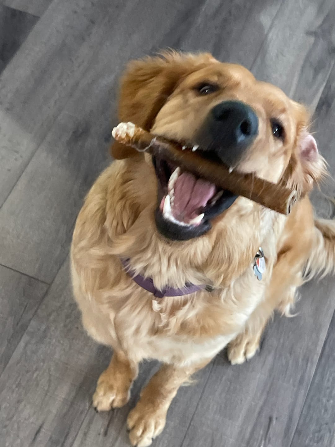 Customer photo review of 10-12 Inch Champion Chew