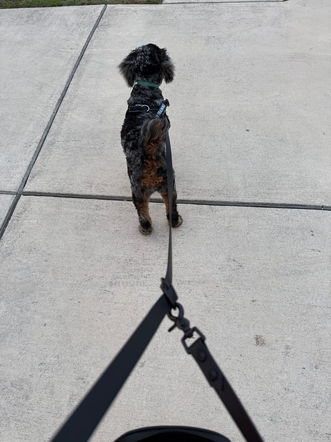 Customer photo review of Waterproof Multi-Way Dog Leash | Built with BioThane®