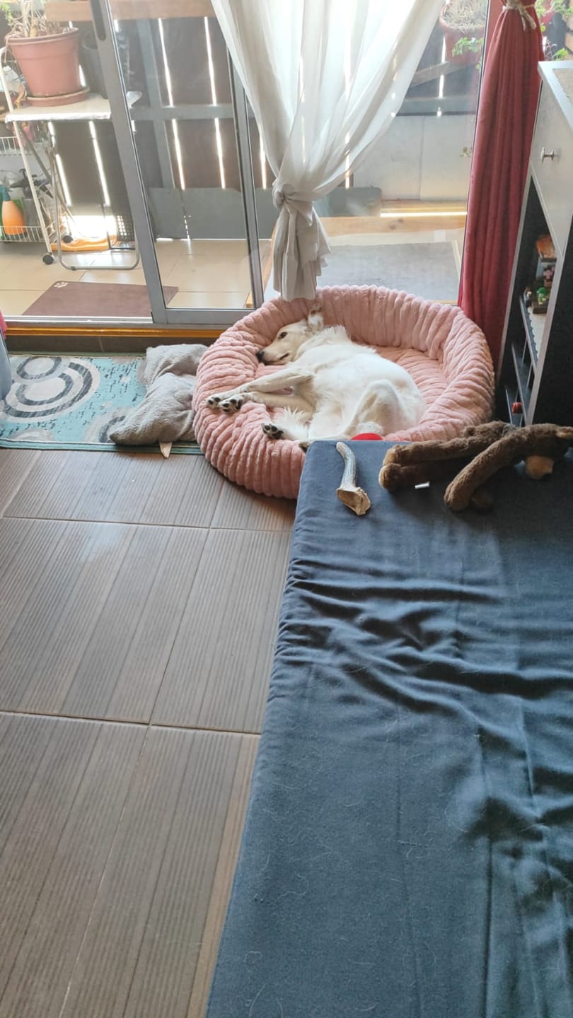 Customer photo review of Luxury Edition: Cama Anti-Estrés THE DOGS