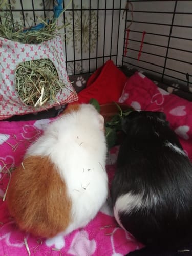 Customer photo review of Meadow Hay Box