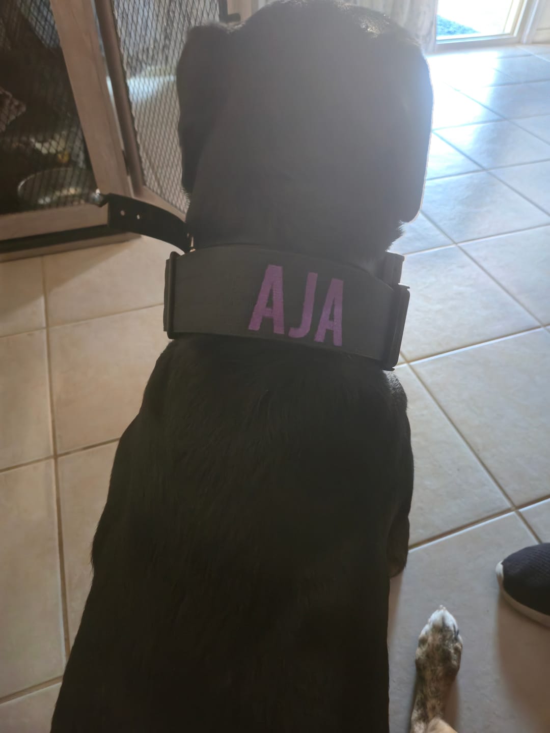 Customer photo review of Black Bully Proof Collar