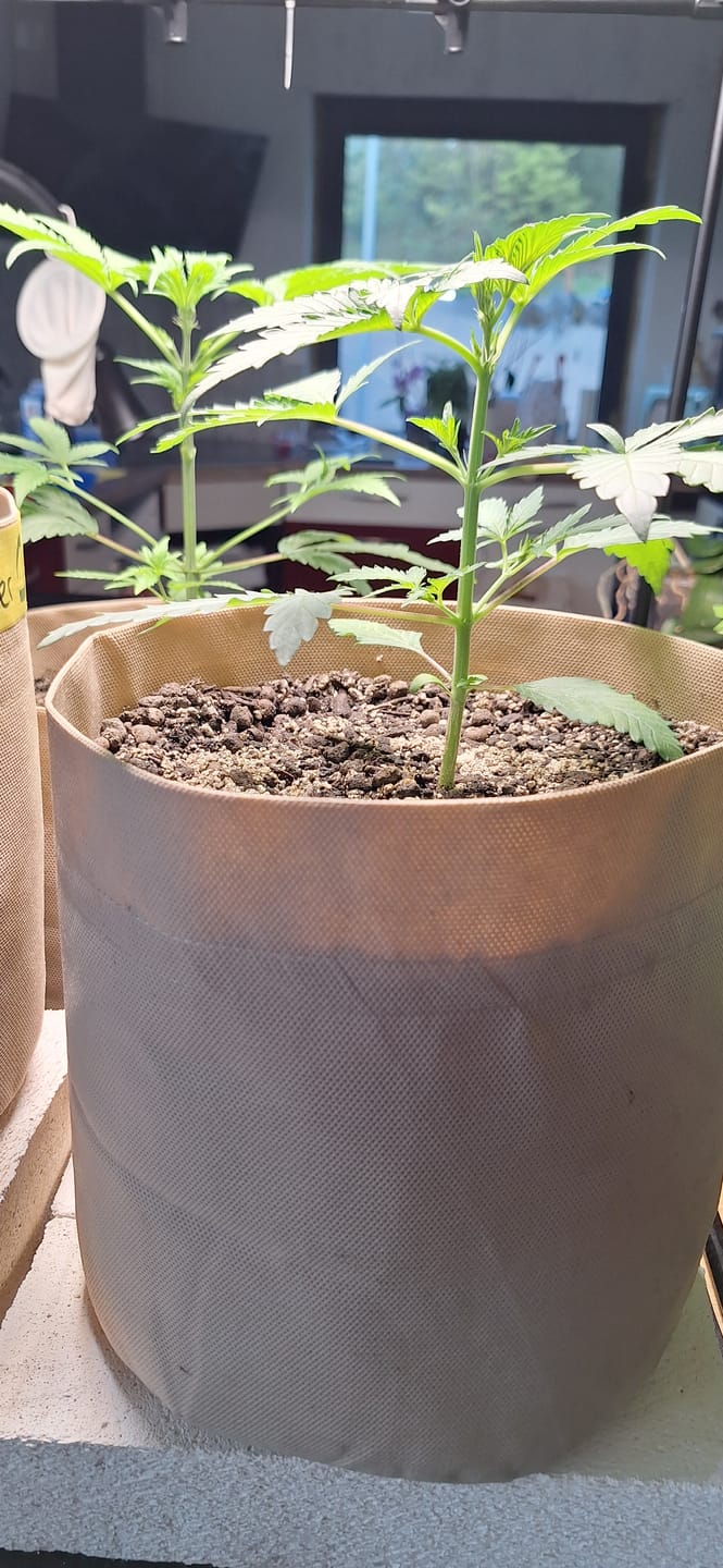Customer photo review of Root Heaven Stoff Topf