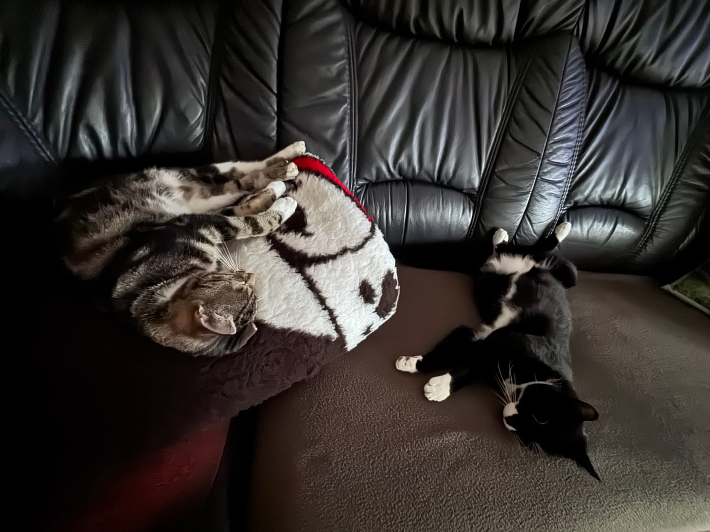 Customer photo review of Zpot-on für Katzen gegen Zecken, Flöhe, Milben & Mücken [Jahresvorrat]