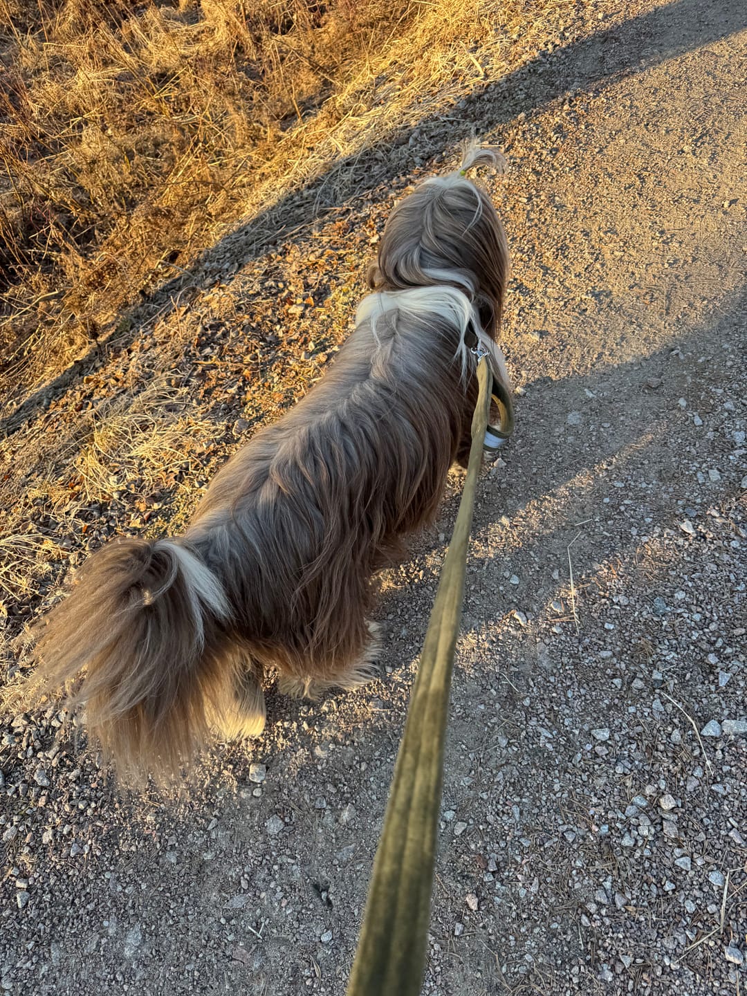 Customer photo review of Guard Leash Safe Khaki - Väktarkoppel med handtag & reflex