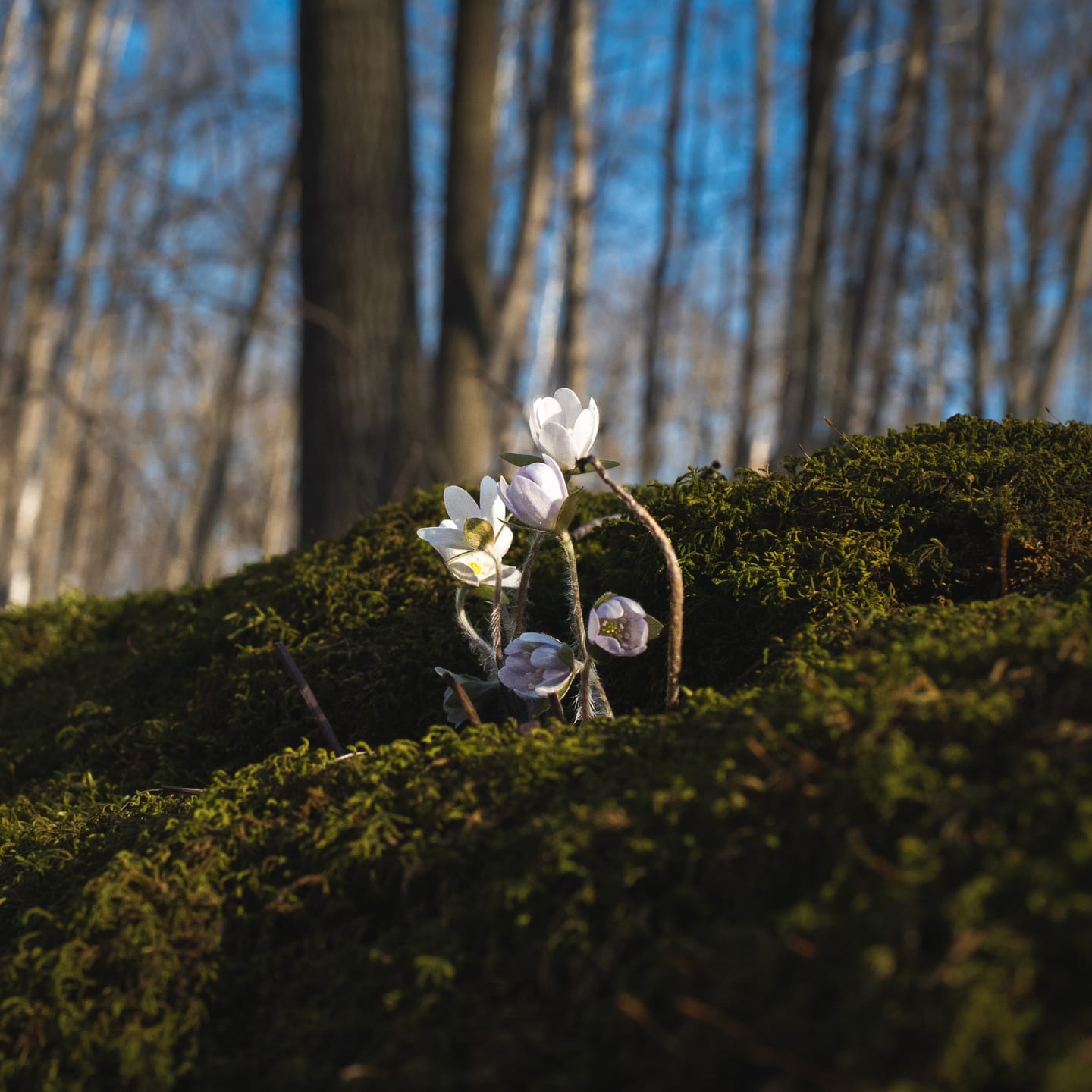 Customer photo review of Simera 28mm f/1.4 Z/M/E/RF/X Mount Full-Frame Manual Lens