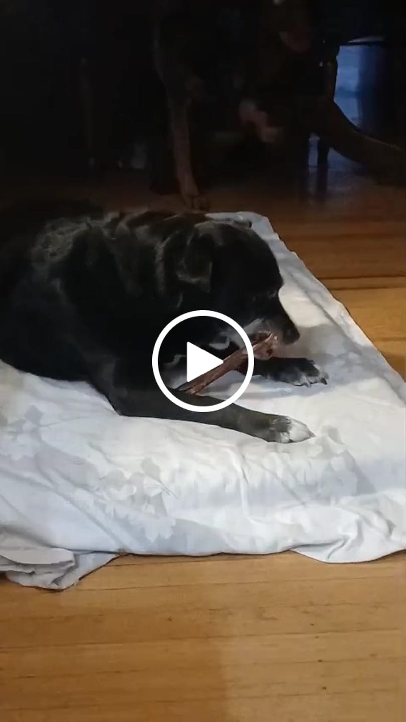 Customer video review of 12 Inch Beef Jerky Stick