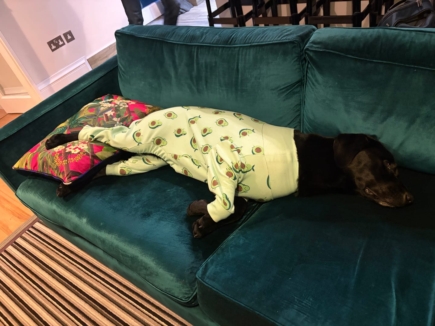 Customer photo review of Dog Pajama - Avocado