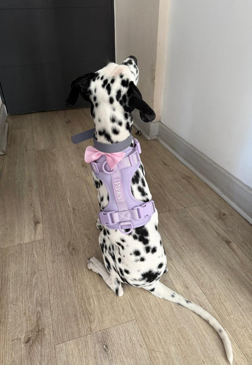 Customer photo review of Arnés Paws