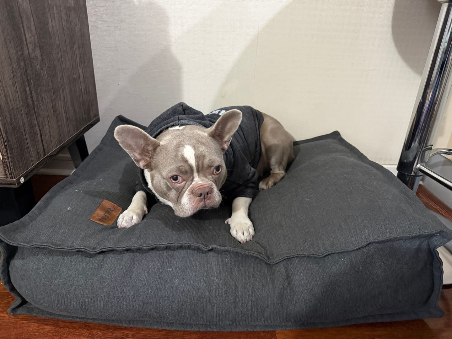 Customer photo review of Cama Cojín Gris