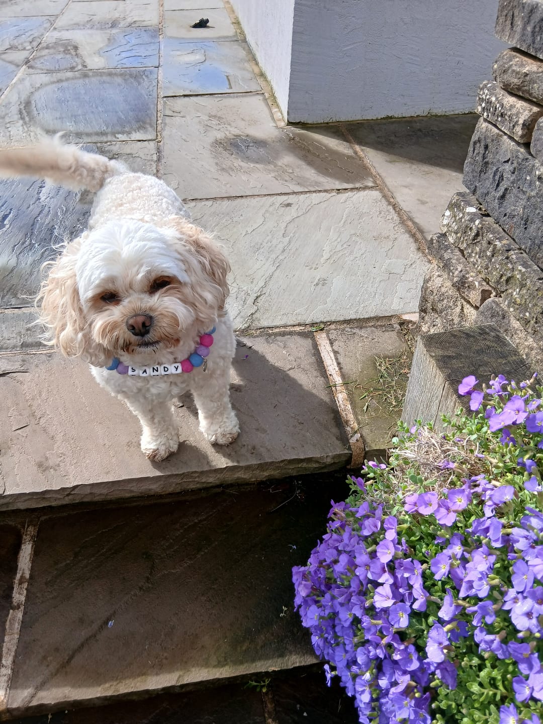 Customer photo review of Alphabet Pom Pom Collar