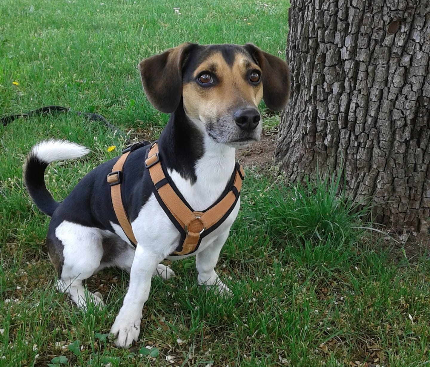Customer photo review of Wurmtest Plus Hund