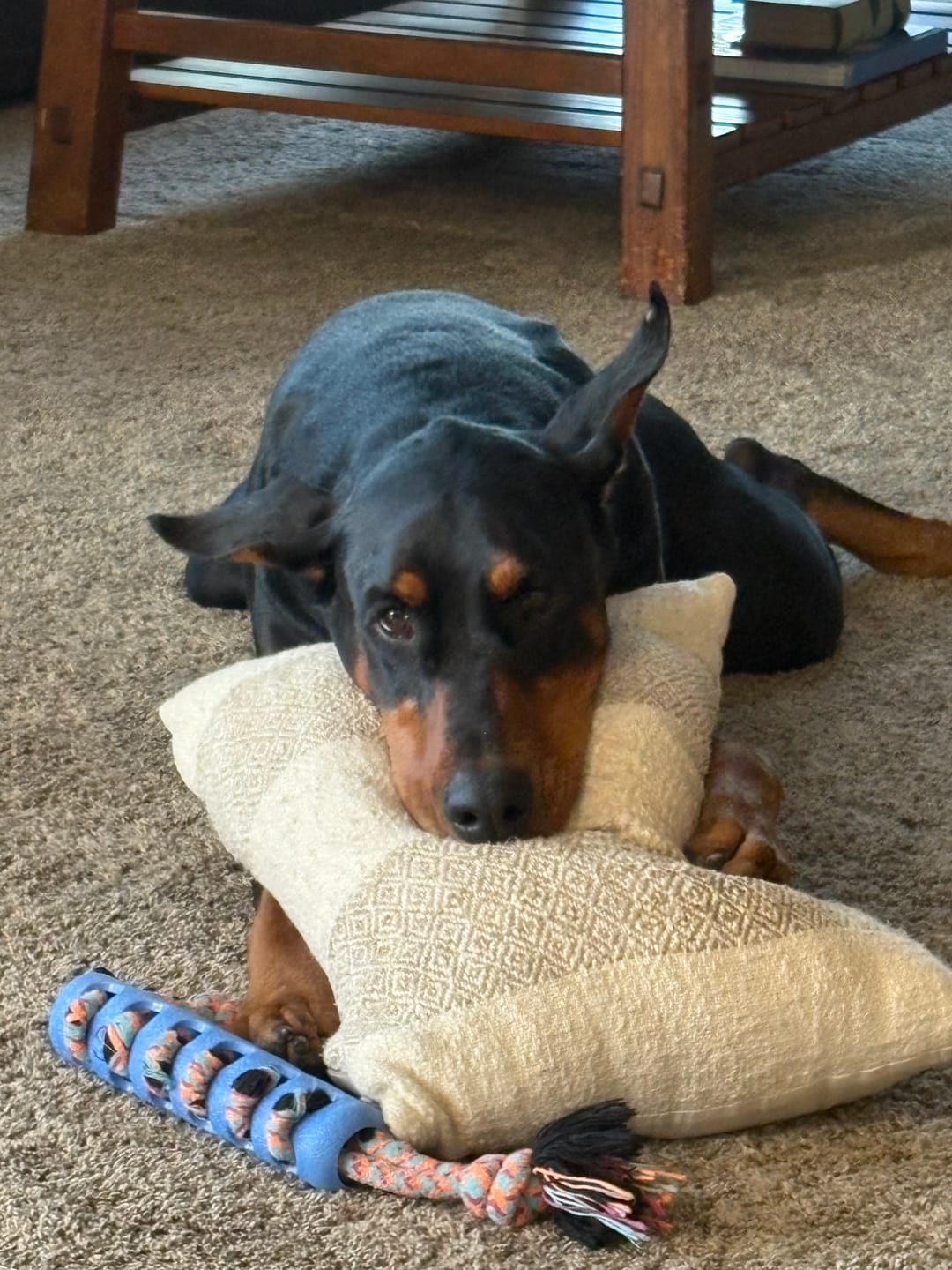 Customer photo review of Large Bully Sticks 11-12"