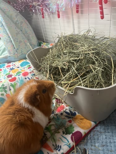 Customer photo review of Orchard Hay Box