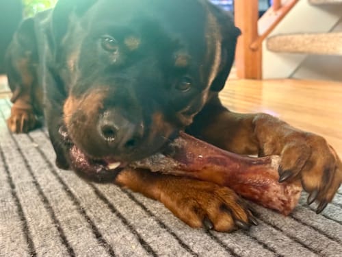 Customer's Rottweiler pup chewing a Smoked Beef Marrow Bone while lying on a rug.