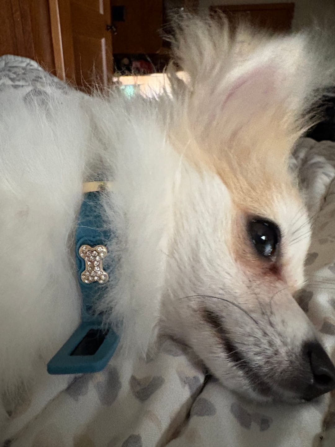 Customer photo review of Boneflex Harness Gold