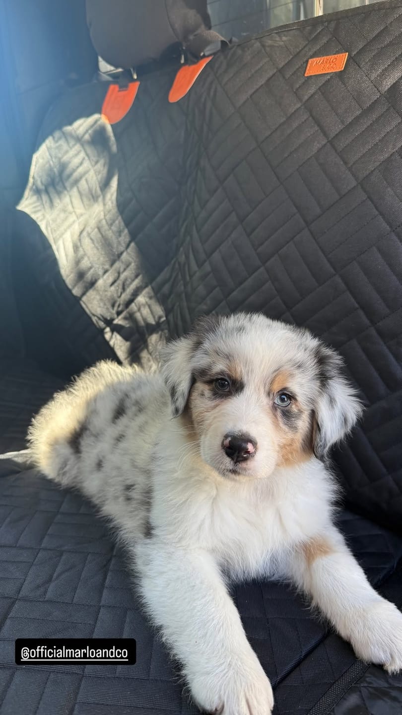 Customer photo review of Marlo&Co™ Dog Seat Cover