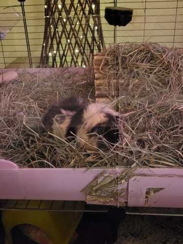 Customer photo review of Orchard Hay Box