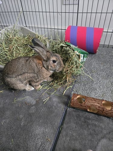 Customer photo review of Meadow Hay Box