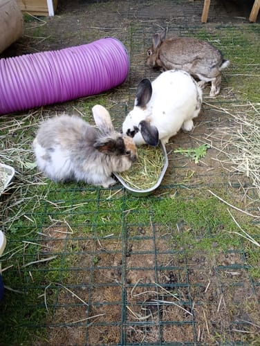 Customer photo review of Orchard Hay Box