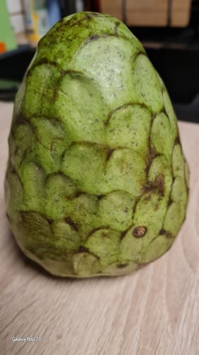 Rezensent zeigt eine sehr große, grüne Bio-Cherimoya auf einer Holzoberfläche, die laut Bewertung 900 g wiegt.