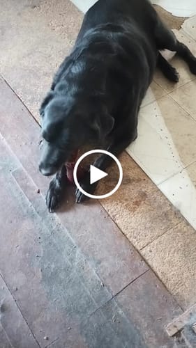 Customer video review of Smoked Beef Marrow Bone