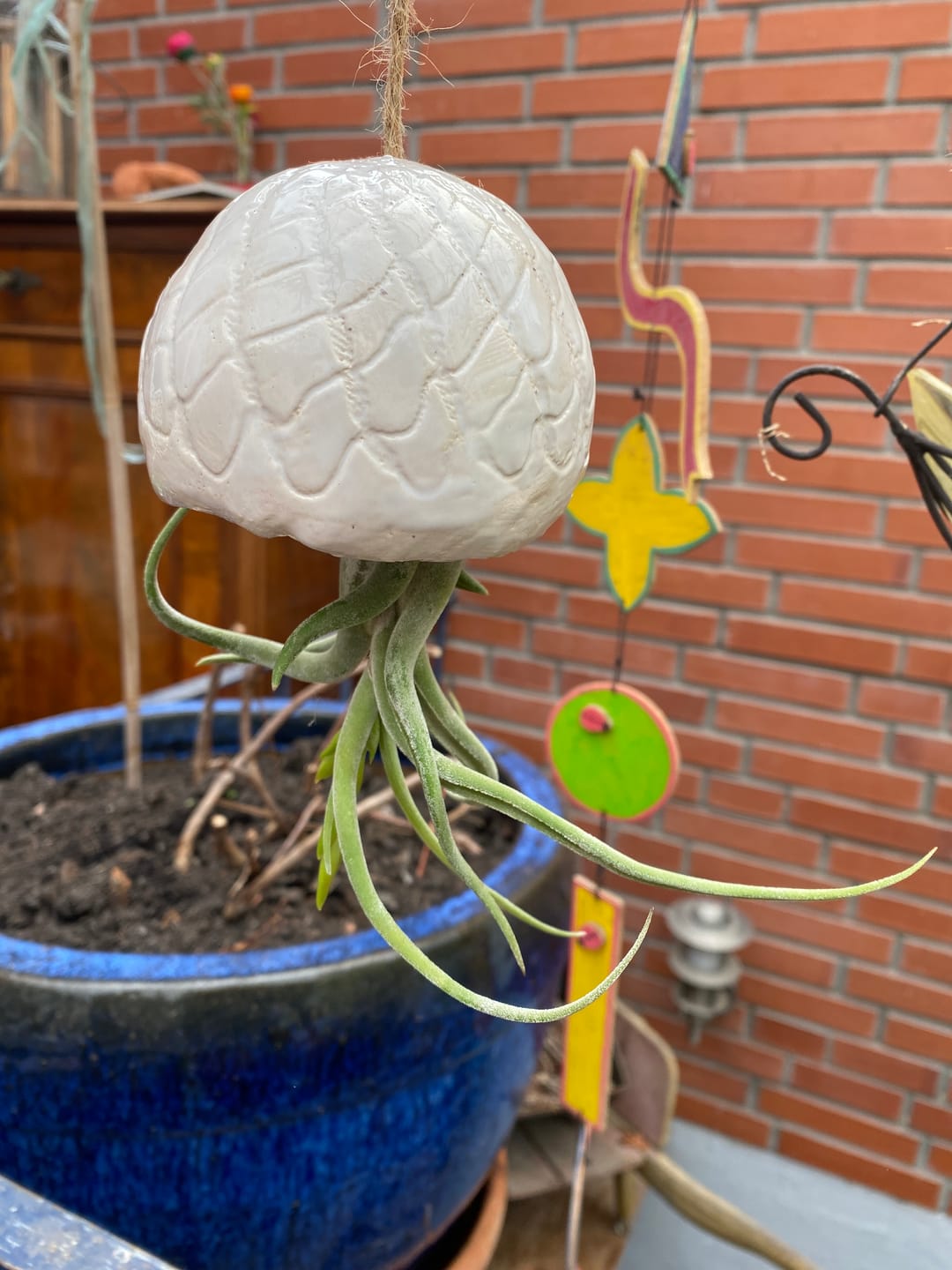 Customer photo review of Tillandsia caput medusae