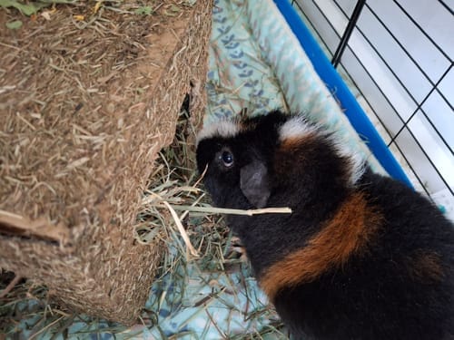 Customer photo review of Orchard Hay Box