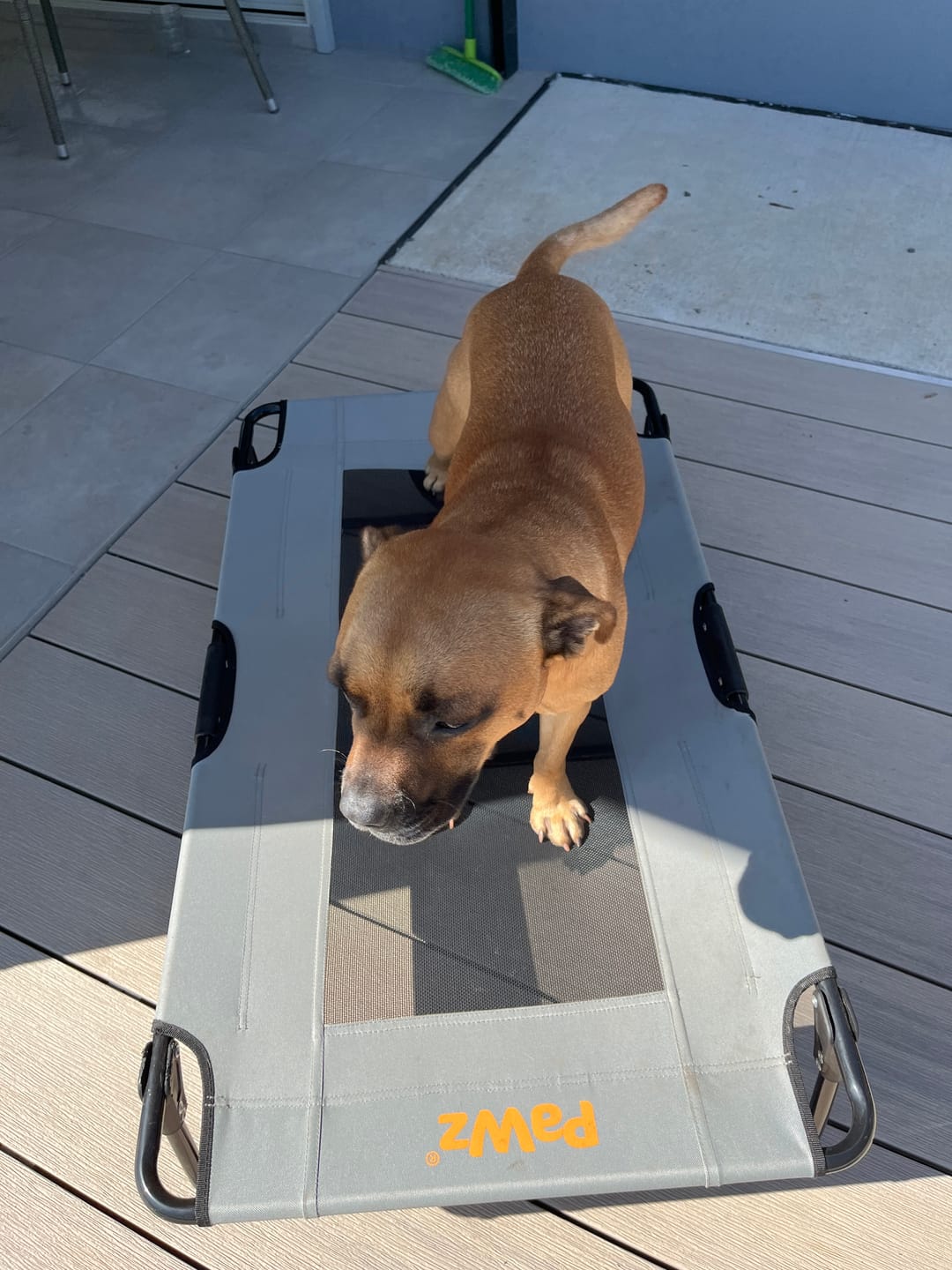 Customer photo review of Raised Dog Bed – Foldable Elevated Trampoline