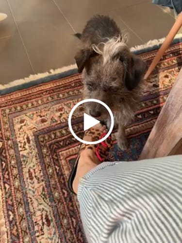 Customer video review of Sandale WALKING ON A DREAM leo-pink