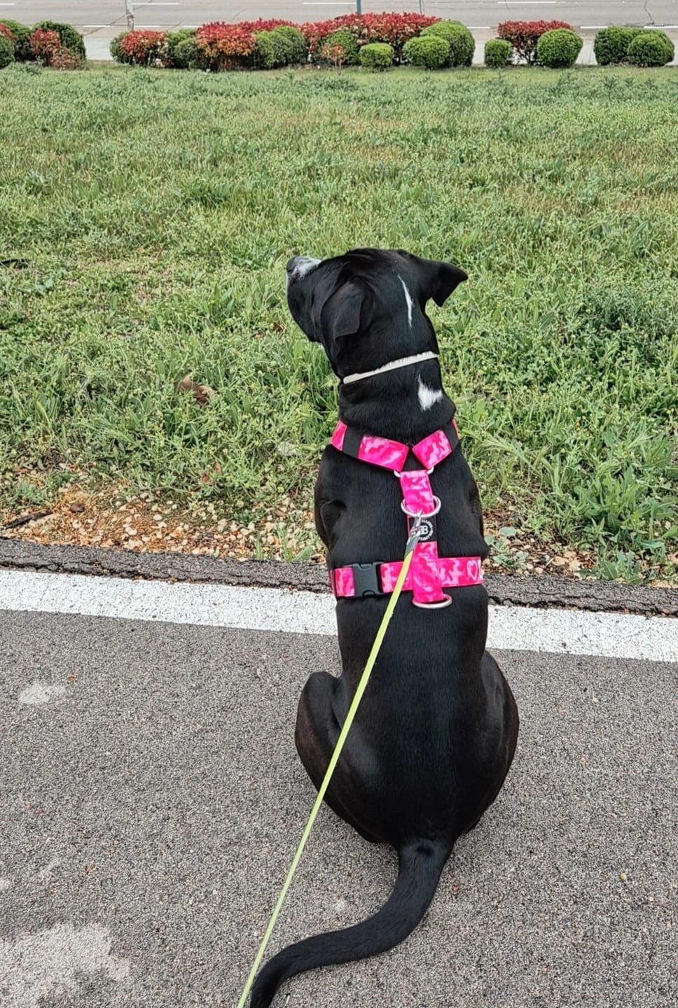 Customer photo review of Anti-Pull TRI-Harness® | Training Dog Harness for All Breeds - Bubblegum