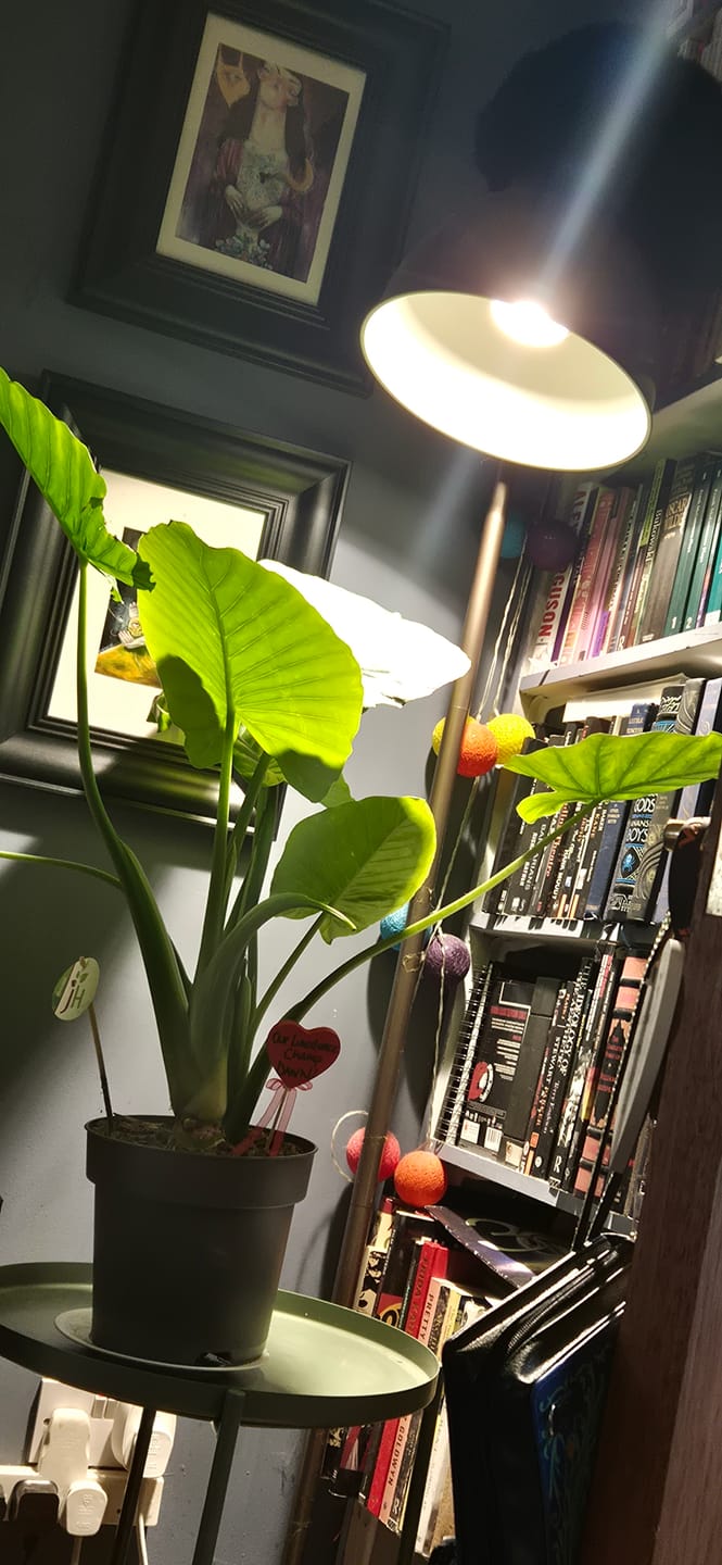 Customer photo review of Pianta Grow Light LED Bulb