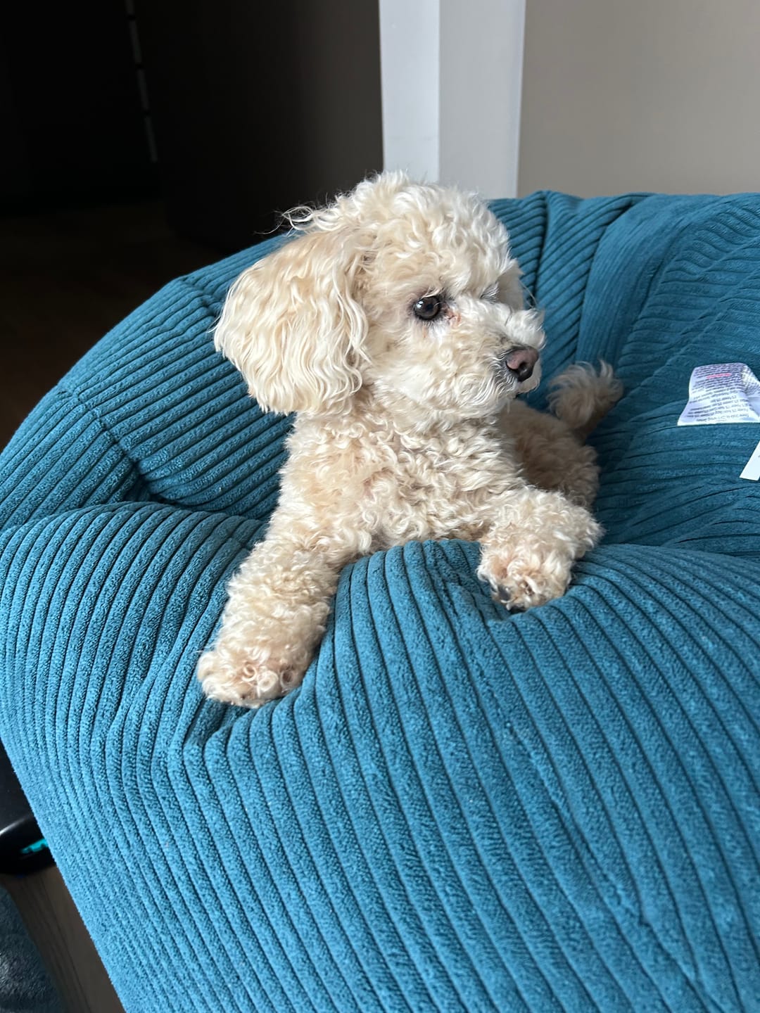 Customer photo review of Beemzy Tandpoeder voor Honden