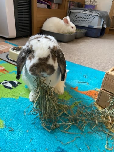 Customer photo review of Orchard Hay Box