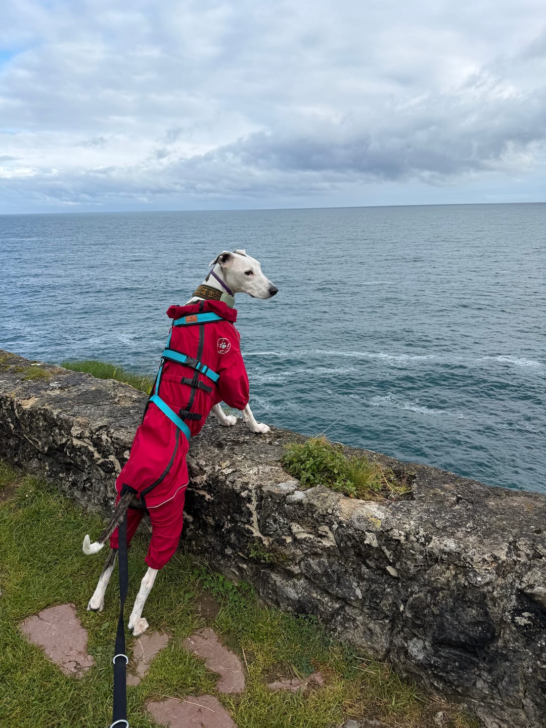 Customer photo review of Chubasquero MellowPurr Ventura – Protección Exterior Profesional