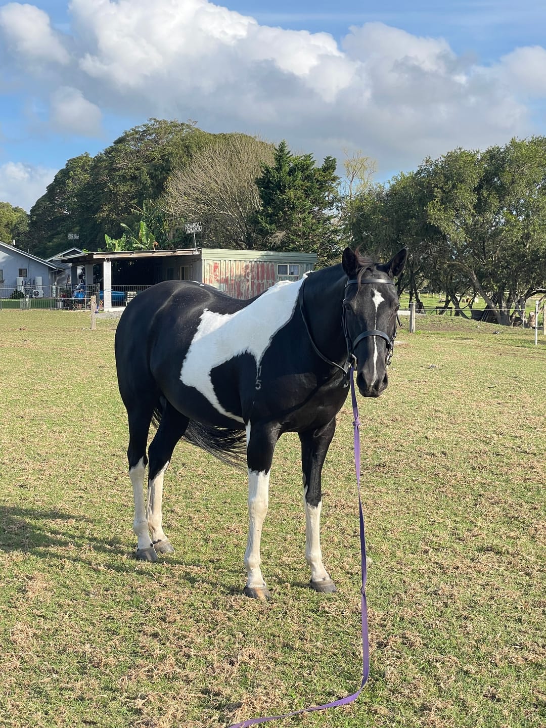 Customer photo review of Equine Joint Plus™️ 1.2kg