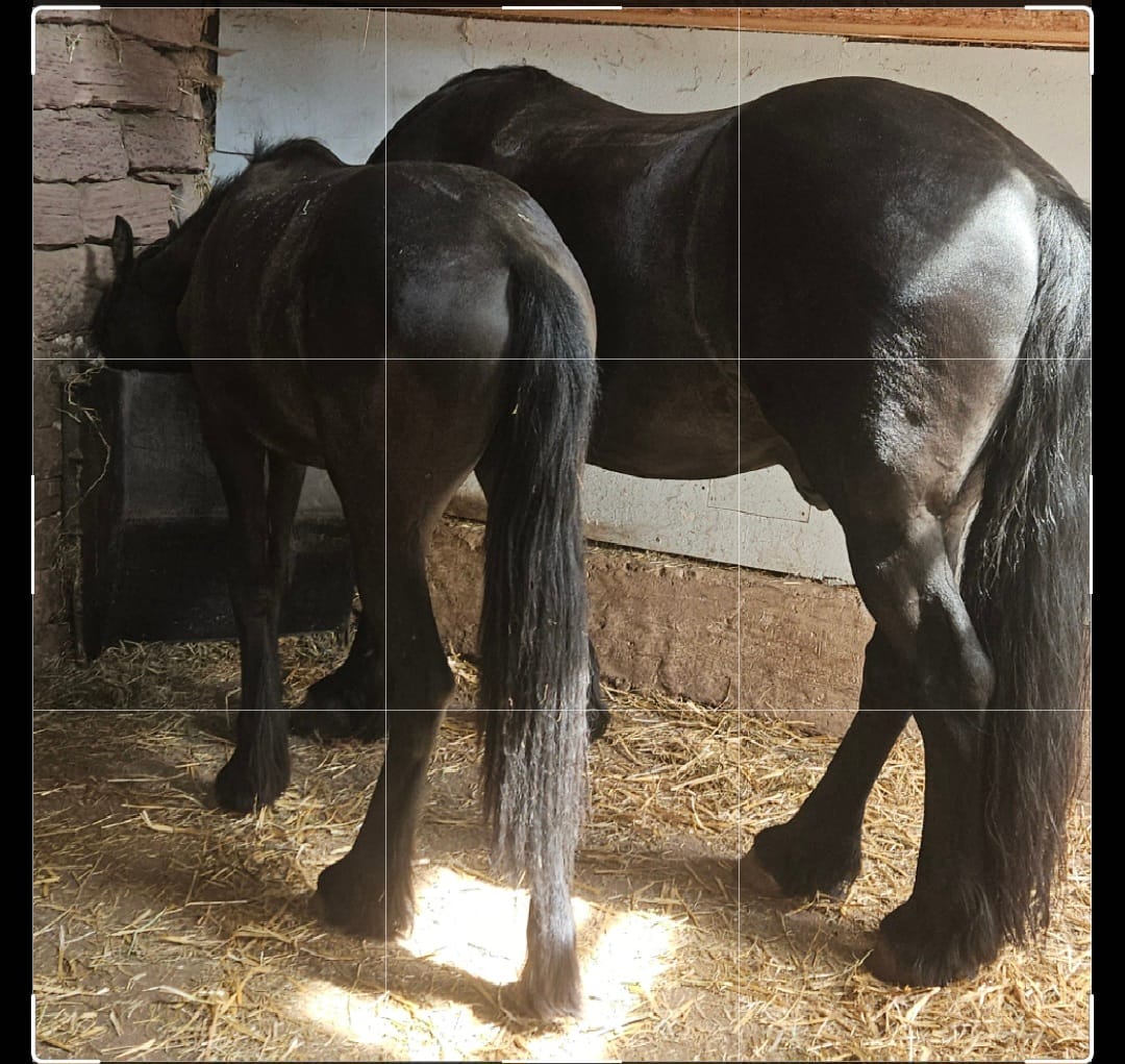 Customer photo review of Heuspender »Easy« Futtertrog · 200l
