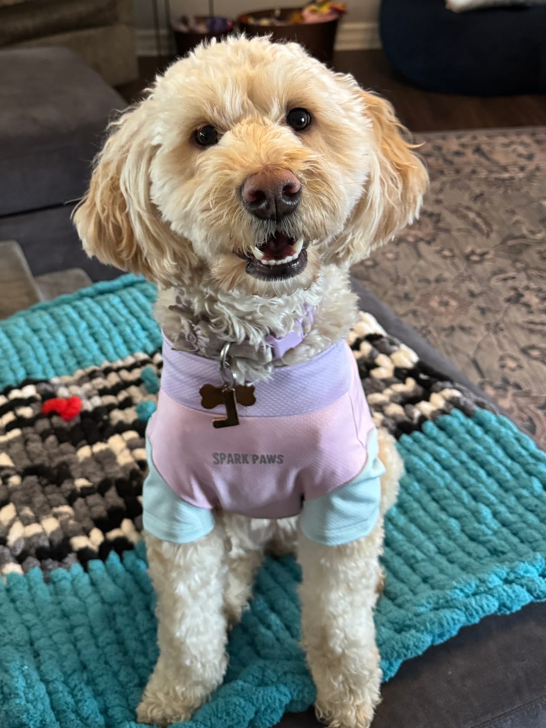 Customer photo review of Sunblock Dog T-Shirt - Color Block