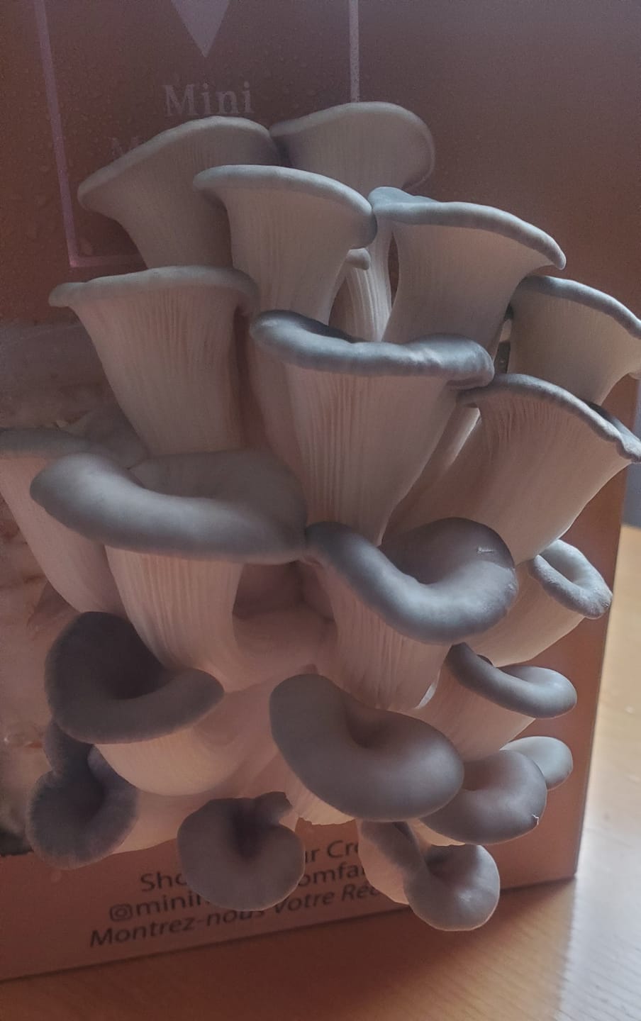 Customer photo review of 4 Grow Kits Variety Pack