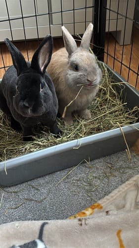 Customer photo review of Meadow Hay Box