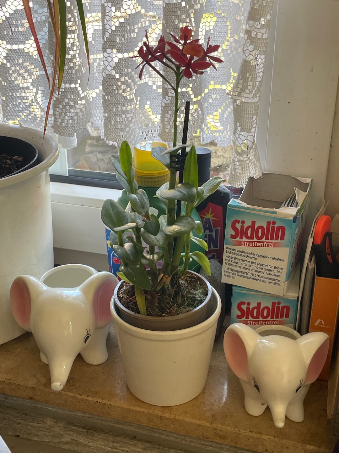 Customer photo review of Epidendrum Nordic Fire Dauerblüher mit orange-roten Blüten und 1 Rispe