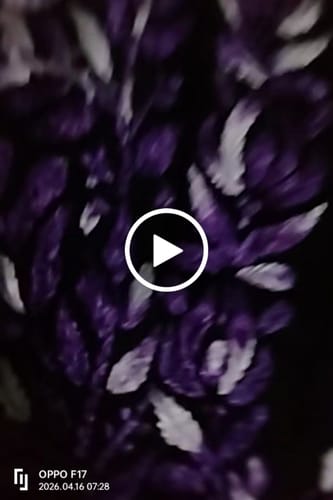 Customer video review of Sanam Black & Deep Purple Ombre Long Rayon Kurta